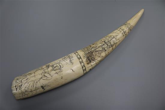 A Walrus scrimshaw tooth